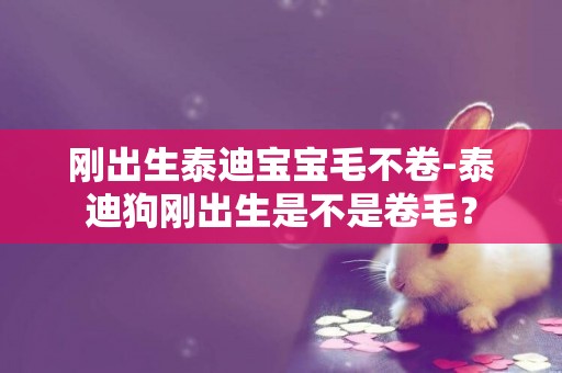 剛出生泰迪寶寶毛不卷-泰迪狗剛出生是不是卷毛？