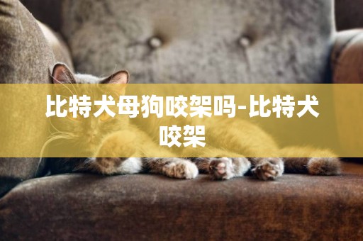 比特犬母狗咬架嗎-比特犬咬架