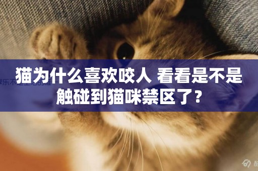 貓為什么喜歡咬人 看看是不是觸碰到貓咪禁區了？