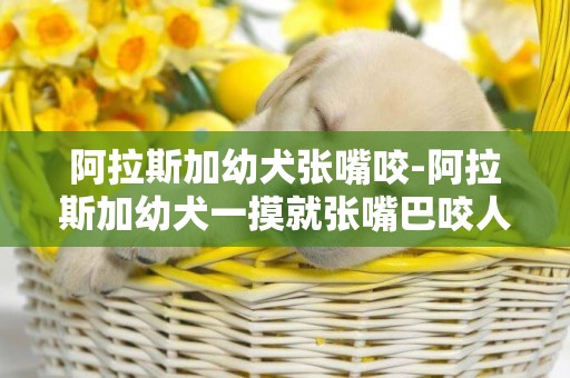 阿拉斯加幼犬張嘴咬-阿拉斯加幼犬一摸就張嘴巴咬人，咬又不是真的咬，以為你在和它玩，應該怎么馴服呢？