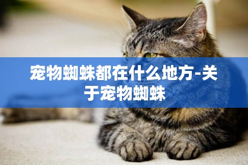 寵物蜘蛛都在什么地方-關于寵物蜘蛛
