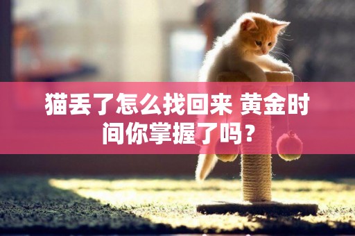 貓丟了怎么找回來 黃金時間你掌握了嗎？