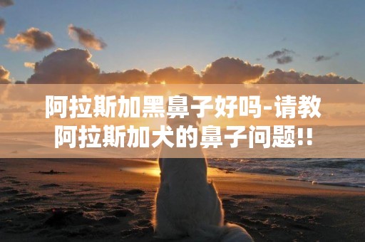 阿拉斯加黑鼻子好嗎-請教阿拉斯加犬的鼻子問題!!