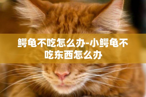 鱷龜不吃怎么辦-小鱷龜不吃東西怎么辦