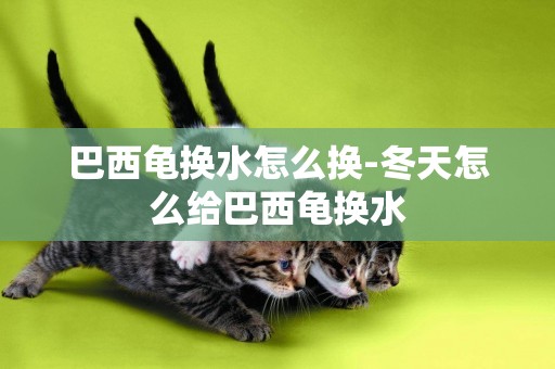 巴西龜換水怎么換-冬天怎么給巴西龜換水