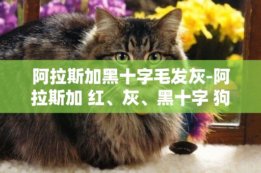 阿拉斯加黑十字毛發灰-阿拉斯加 紅、灰、黑十字 狗 哪個好 ！（有圖）希望內行告訴我