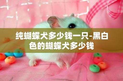 純蝴蝶犬多少錢一只-黑白色的蝴蝶犬多少錢