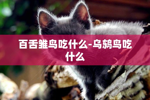 百舌雛鳥吃什么-烏鶇鳥吃什么