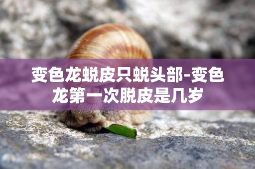 變色龍蛻皮只蛻頭部-變色龍第一次脫皮是幾歲