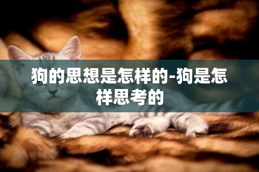 狗的思想是怎樣的-狗是怎樣思考的