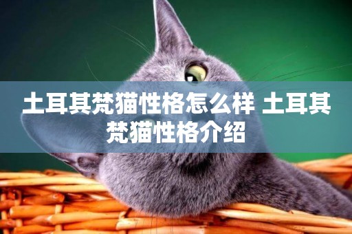 土耳其梵貓性格怎么樣 土耳其梵貓性格介紹