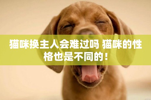 貓咪換主人會難過嗎 貓咪的性格也是不同的！