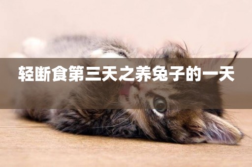 輕斷食第三天之養兔子的一天 