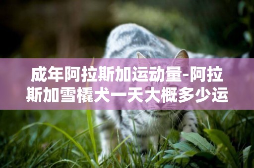 成年阿拉斯加運動量-阿拉斯加雪橇犬一天大概多少運動量？