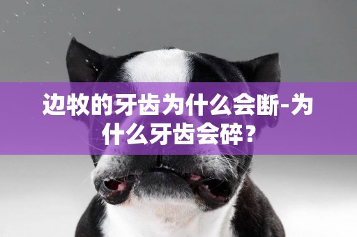邊牧的牙齒為什么會斷-為什么牙齒會碎？