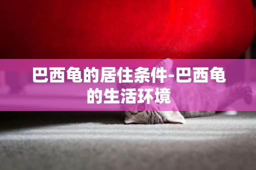 巴西龜的居住條件-巴西龜的生活環境