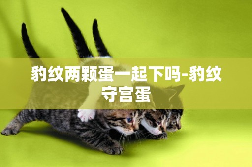 豹紋兩顆蛋一起下嗎-豹紋守宮蛋