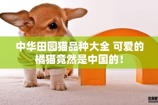 中華田園貓品種大全 可愛的橘貓竟然是中國的！