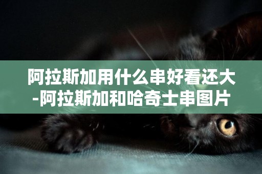 阿拉斯加用什么串好看還大-阿拉斯加和哈奇士串圖片
