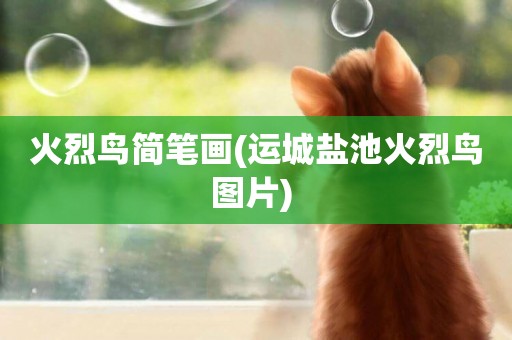 火烈鳥簡筆畫(運城鹽池火烈鳥圖片) 