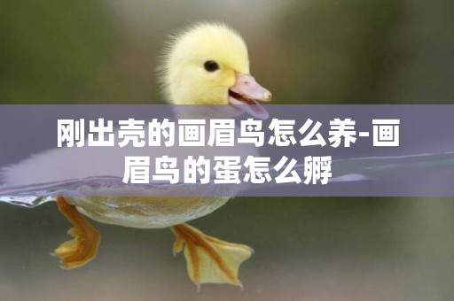 剛出殼的畫眉鳥怎么養-畫眉鳥的蛋怎么孵