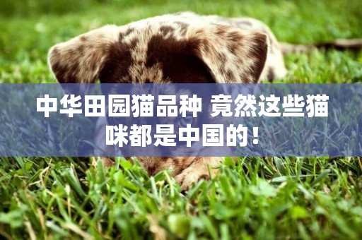 中華田園貓品種 竟然這些貓咪都是中國的！