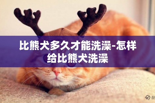 比熊犬多久才能洗澡-怎樣給比熊犬洗澡