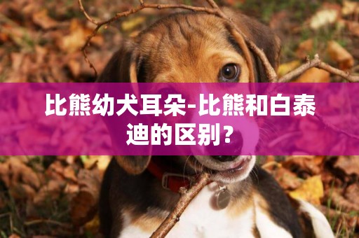 比熊幼犬耳朵-比熊和白泰迪的區別？