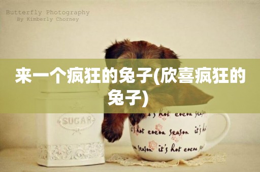 來一個瘋狂的兔子(欣喜瘋狂的兔子) 