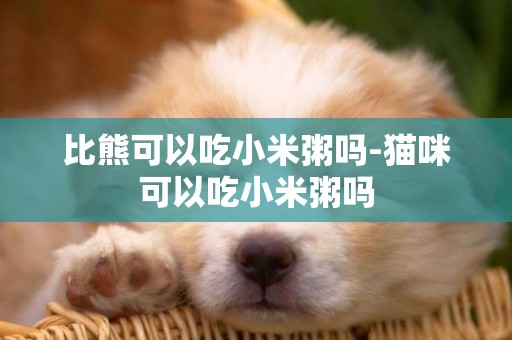 比熊可以吃小米粥嗎-貓咪可以吃小米粥嗎