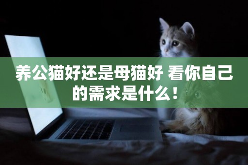 養公貓好還是母貓好 看你自己的需求是什么! 養公貓好還是母貓好 看你自己的需求是什么!