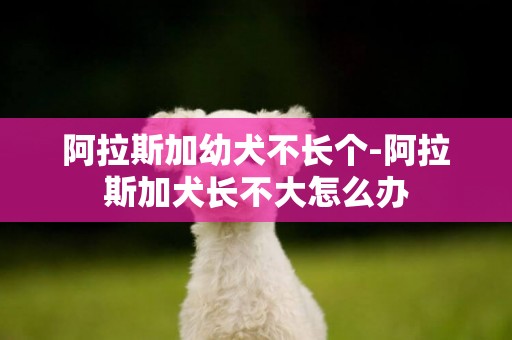 阿拉斯加幼犬不長個-阿拉斯加犬長不大怎么辦