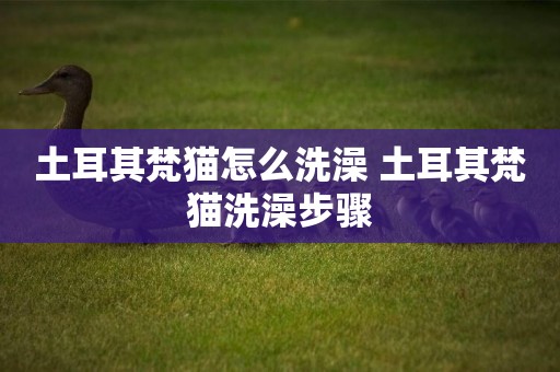土耳其梵貓怎么洗澡 土耳其梵貓洗澡步驟
