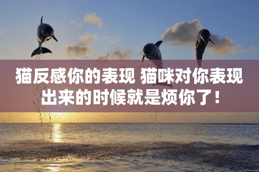 貓反感你的表現 貓咪對你表現出來的時候就是煩你了！