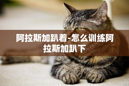 阿拉斯加趴著-怎么訓練阿拉斯加趴下
