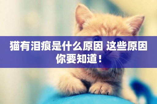 貓有淚痕是什么原因 這些原因你要知道！