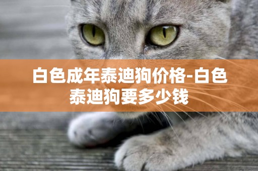 白色成年泰迪狗價格-白色泰迪狗要多少錢