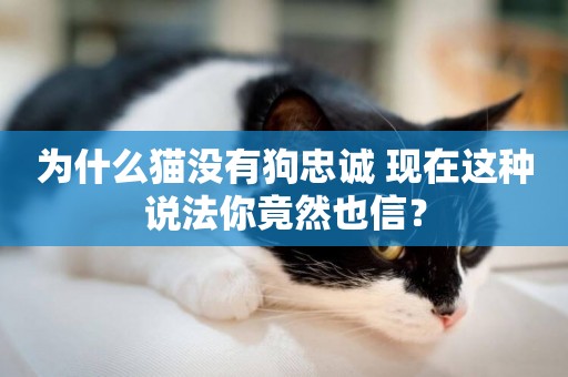 為什么貓沒有狗忠誠 現在這種說法你竟然也信？