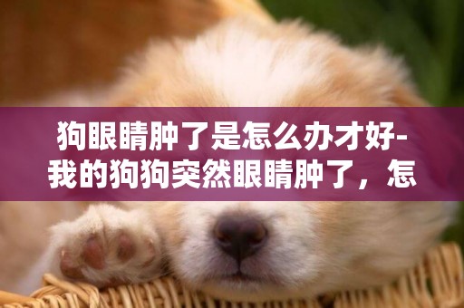 狗眼睛腫了是怎么辦才好-我的狗狗突然眼睛腫了，怎么辦？