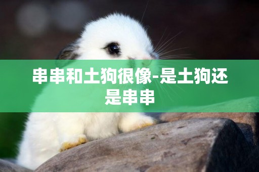 串串和土狗很像-是土狗還是串串