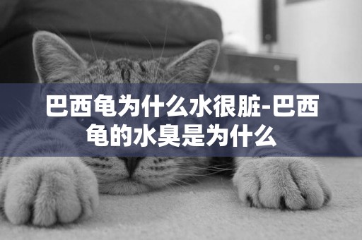 巴西龜為什么水很臟-巴西龜的水臭是為什么