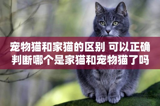 寵物貓和家貓的區別 可以正確判斷哪個是家貓和寵物貓了嗎