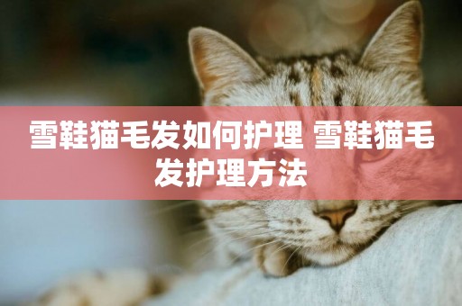 雪鞋貓毛發如何護理 雪鞋貓毛發護理方法