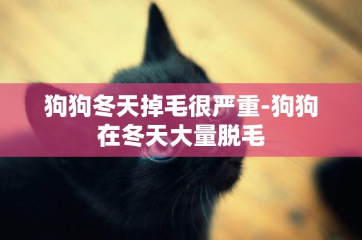 狗狗冬天掉毛很嚴重-狗狗在冬天大量脫毛