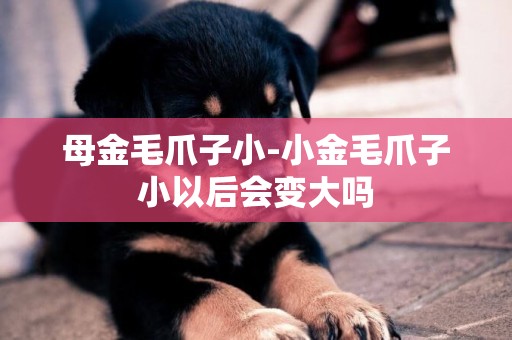 母金毛爪子小-小金毛爪子小以后會變大嗎