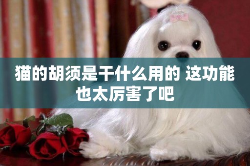 貓的胡須是干什么用的 這功能也太厲害了吧