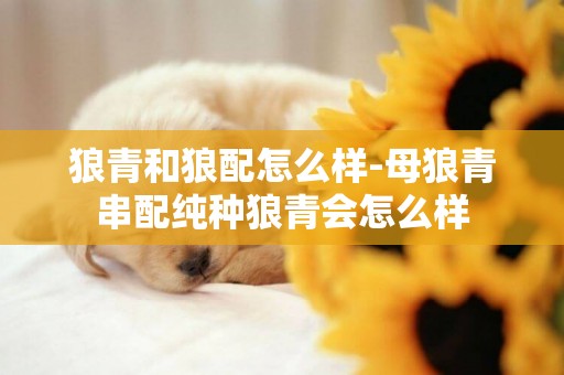 狼青和狼配怎么樣-母狼青串配純種狼青會怎么樣