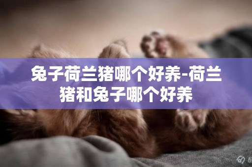 兔子荷蘭豬哪個好養-荷蘭豬和兔子哪個好養