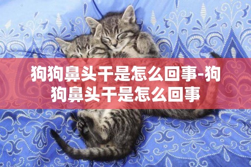 狗狗鼻頭干是怎么回事-狗狗鼻頭干是怎么回事
