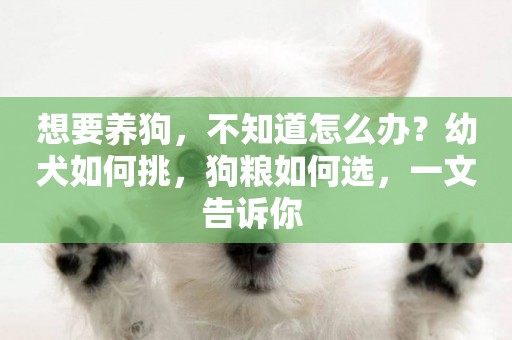 想要養狗，不知道怎么辦？幼犬如何挑，狗糧如何選，一文告訴你 
